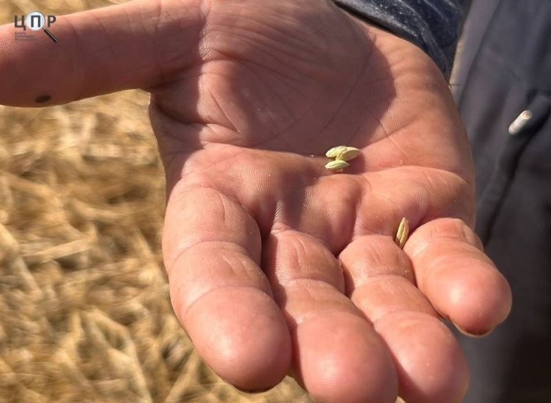 Зерно як зброя: хто з російських військових причетний до знищення української агропродукції