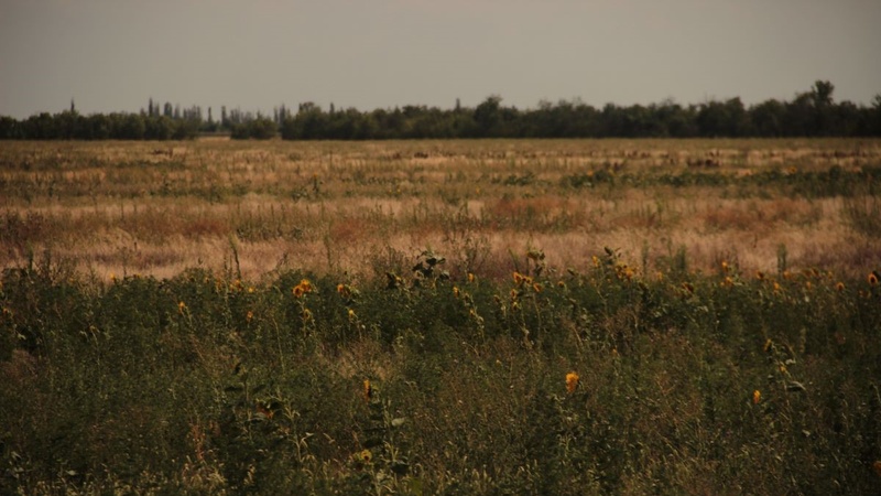 Подвійний удар від війни та погодних умов: як змінювалась врожайність на півдні України