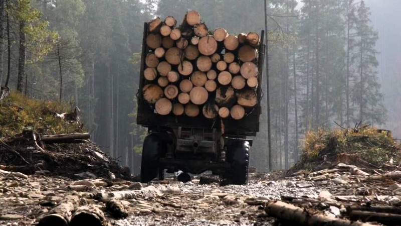 На Одещині ДБР розслідує розтрату щодо контрактів на 46 мільйонів в надлісництві