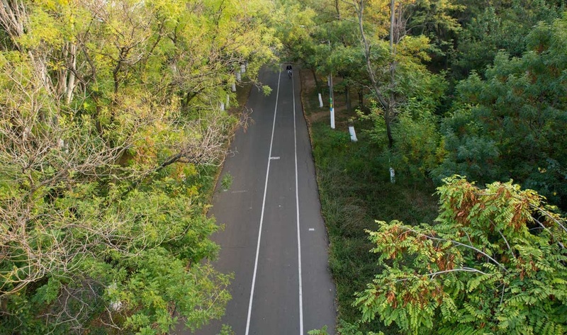 Обрізати дерева на Трасі здоров'я за 2 мільйони вирішили віддати фірмі-новачку