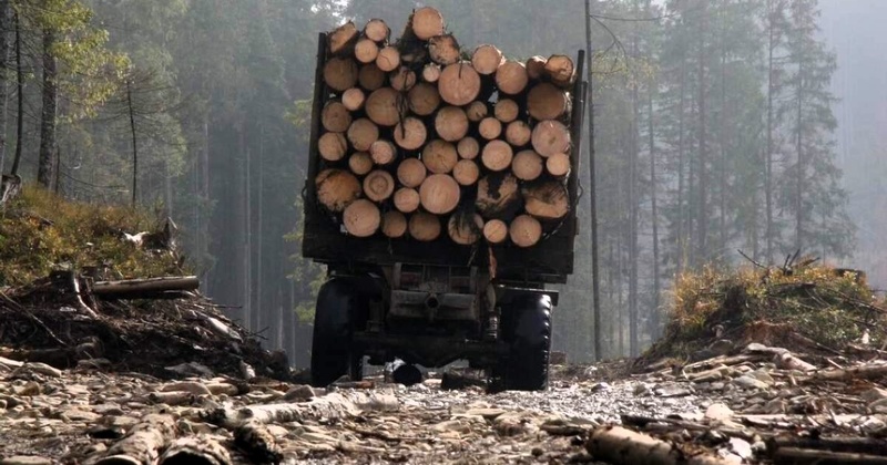 На Одещині ДБР розслідує розтрату щодо контрактів на 46 мільйонів в надлісництві