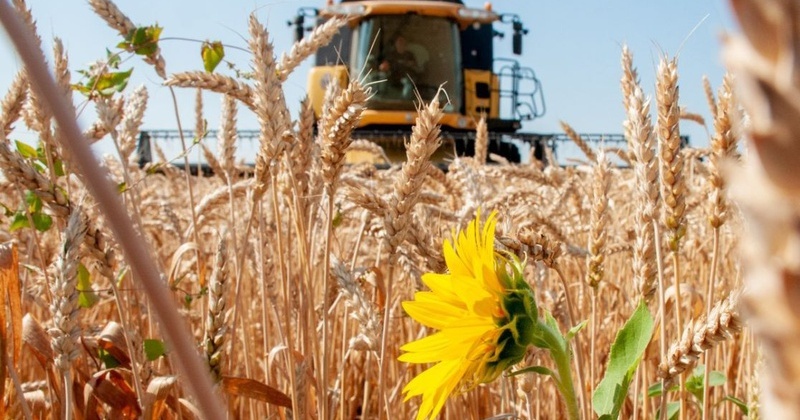 «Віджаті» елеватори і грабіжницькі закупівлі: як окупанти крадуть зерно Луганщини