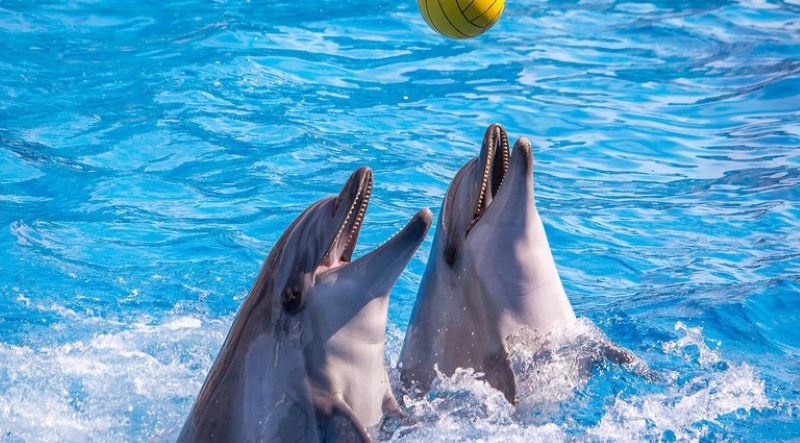 Родинний бізнес одеського депутата досі може мати зв'язки з росією, – розслідування