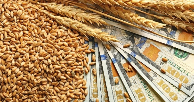 Справа про нелегальний експорт зерна: на Одеській митниці проводять обшуки