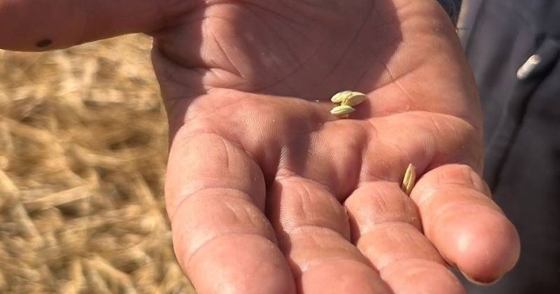 Зерно як зброя: хто з російських військових причетний до знищення української агропродукції