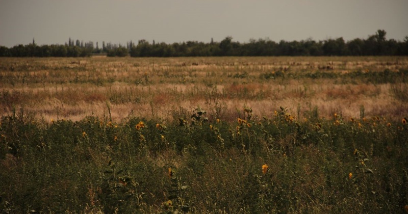Подвійний удар від війни та погодних умов: як змінювалась врожайність на півдні України